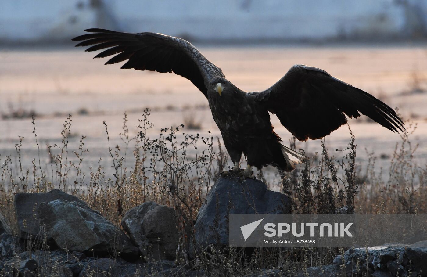Wildlife of Zolotoi Rog Bay in Vladivostok