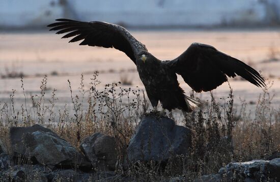 Wildlife of Zolotoi Rog Bay in Vladivostok