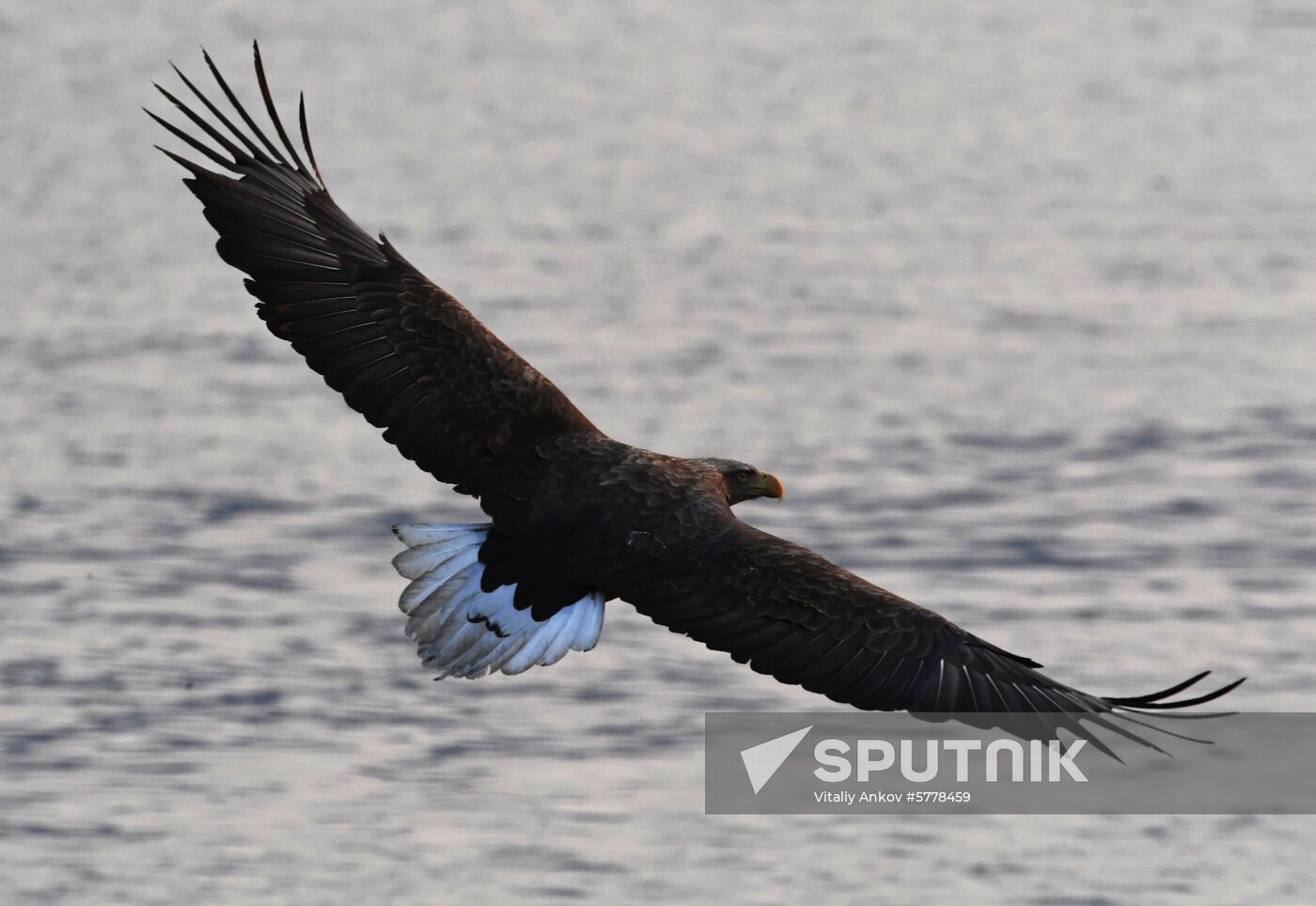 Wildlife of Zolotoi Rog Bay in Vladivostok