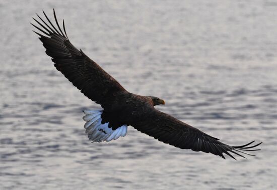 Wildlife of Zolotoi Rog Bay in Vladivostok