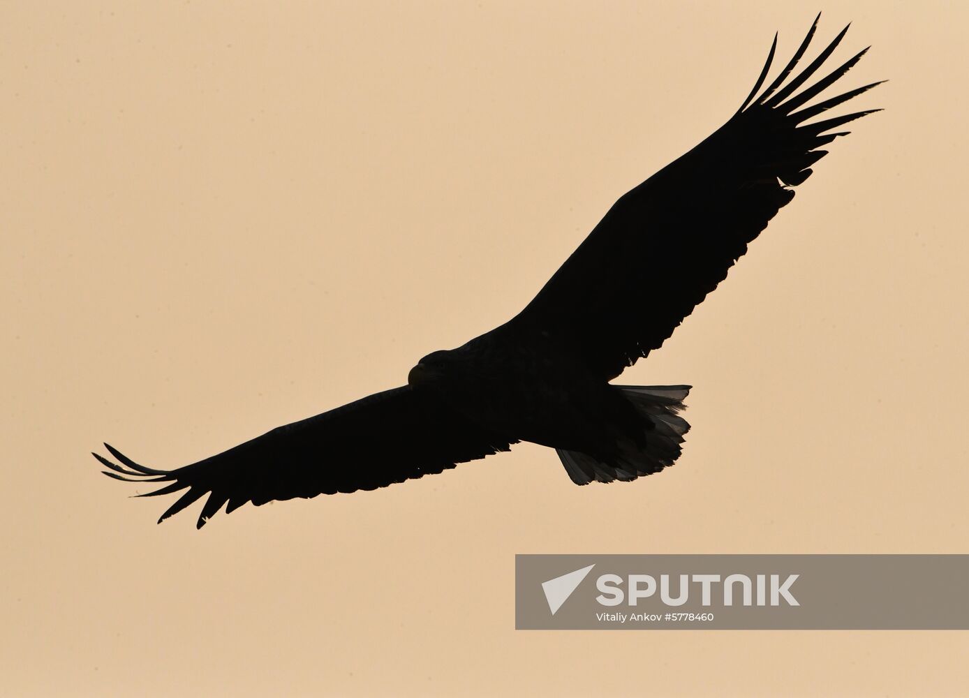 Wildlife of Zolotoi Rog Bay in Vladivostok