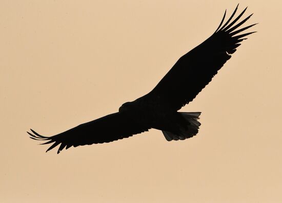 Wildlife of Zolotoi Rog Bay in Vladivostok