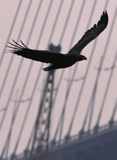 Wildlife of Zolotoi Rog Bay in Vladivostok