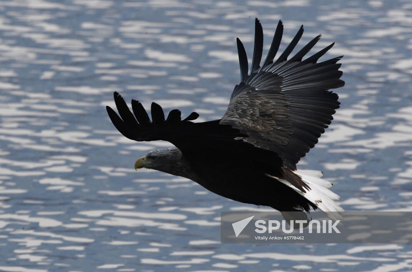 Wildlife of Zolotoi Rog Bay in Vladivostok