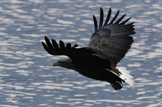 Wildlife of Zolotoi Rog Bay in Vladivostok