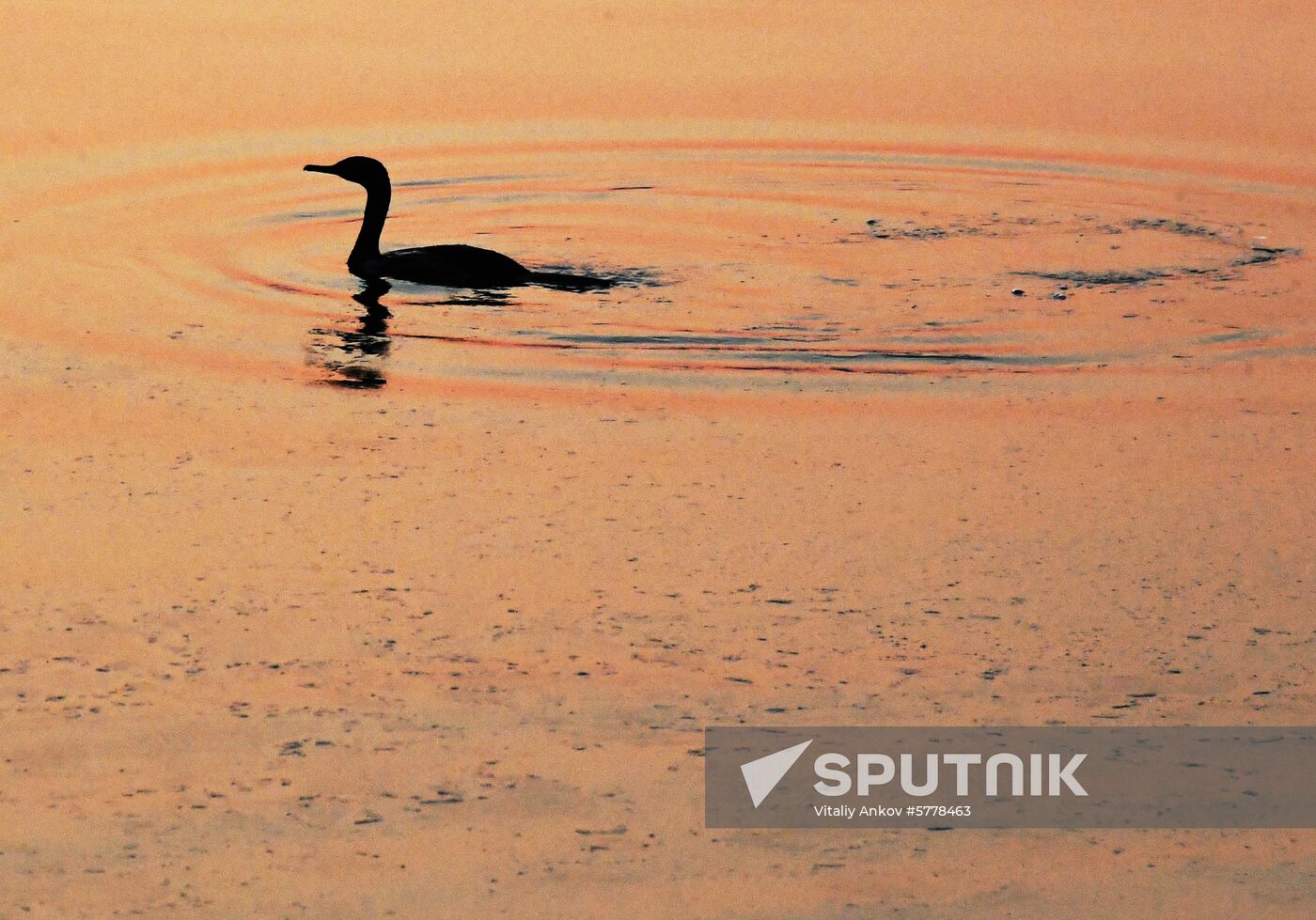 Wildlife of Zolotoi Rog Bay in Vladivostok