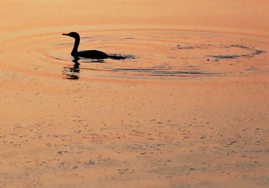 Wildlife of Zolotoi Rog Bay in Vladivostok