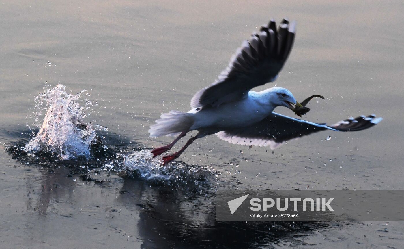 Wildlife of Zolotoi Rog Bay in Vladivostok