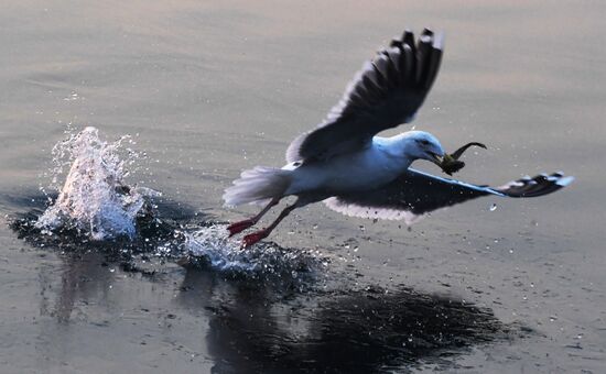 Wildlife of Zolotoi Rog Bay in Vladivostok