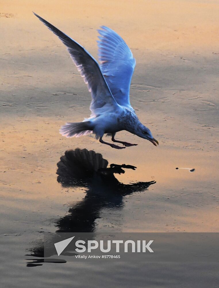 Wildlife of Zolotoi Rog Bay in Vladivostok