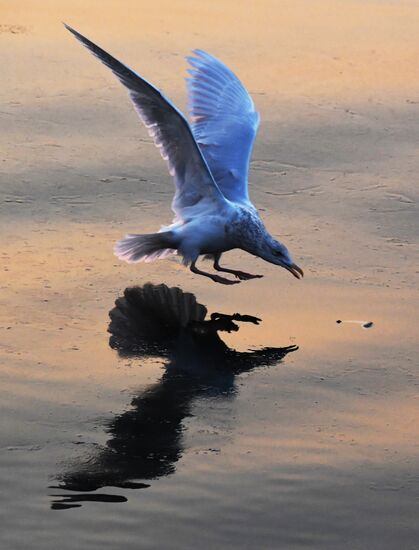 Wildlife of Zolotoi Rog Bay in Vladivostok
