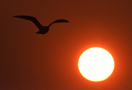 Wildlife of Zolotoi Rog Bay in Vladivostok