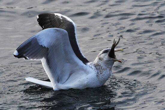 Wildlife of Zolotoi Rog Bay in Vladivostok