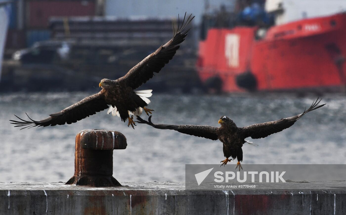 Wildlife of Zolotoi Rog Bay in Vladivostok