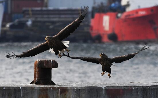 Wildlife of Zolotoi Rog Bay in Vladivostok