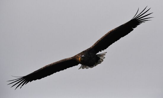 Wildlife of Zolotoi Rog Bay in Vladivostok