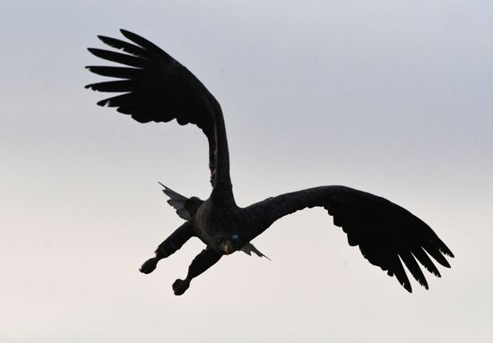 Wildlife of Zolotoi Rog Bay in Vladivostok