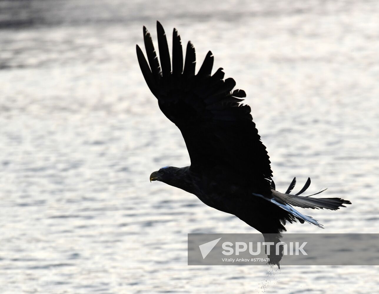 Wildlife of Zolotoi Rog Bay in Vladivostok