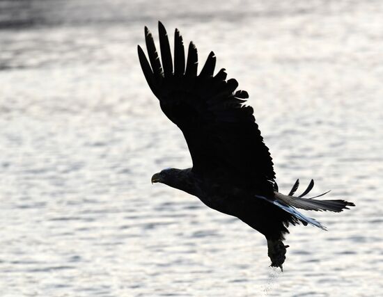 Wildlife of Zolotoi Rog Bay in Vladivostok