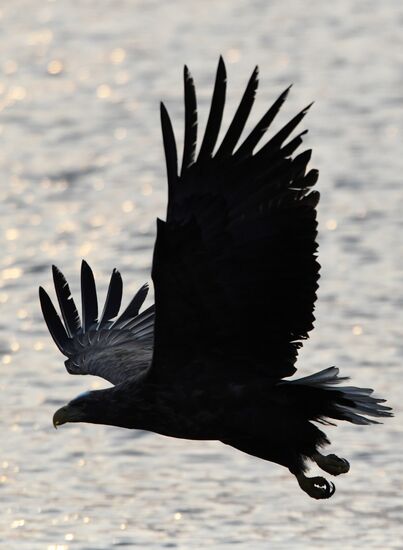 Wildlife of Zolotoi Rog Bay in Vladivostok