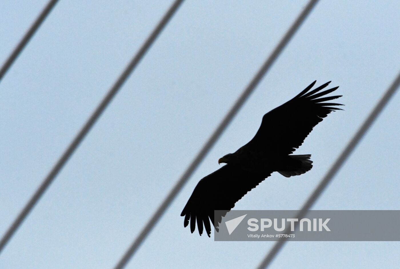 Wildlife of Zolotoi Rog Bay in Vladivostok