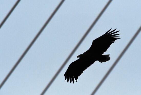 Wildlife of Zolotoi Rog Bay in Vladivostok