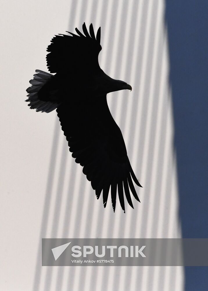 Wildlife of Zolotoi Rog Bay in Vladivostok