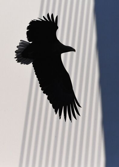 Wildlife of Zolotoi Rog Bay in Vladivostok