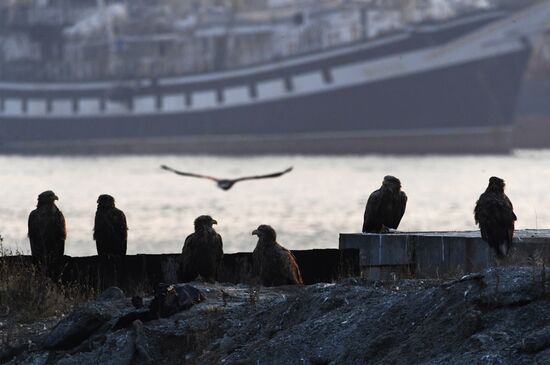 Wildlife of Zolotoi Rog Bay in Vladivostok