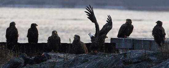 Wildlife of Zolotoi Rog Bay in Vladivostok