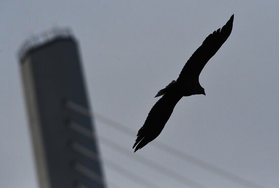 Wildlife of Zolotoi Rog Bay in Vladivostok