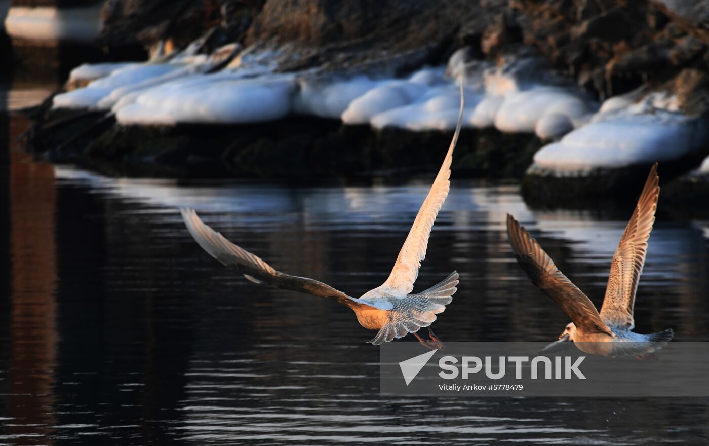 Wildlife of Zolotoi Rog Bay in Vladivostok