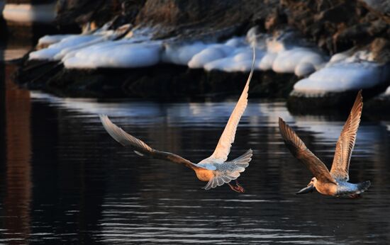 Wildlife of Zolotoi Rog Bay in Vladivostok