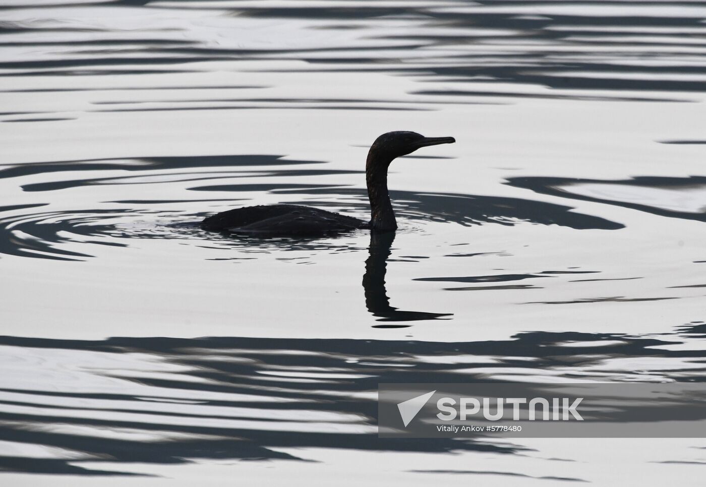Wildlife of Zolotoi Rog Bay in Vladivostok