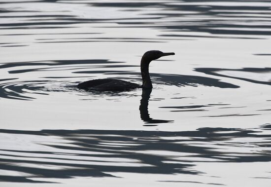 Wildlife of Zolotoi Rog Bay in Vladivostok