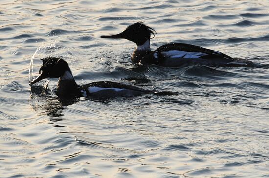 Wildlife of Zolotoi Rog Bay in Vladivostok