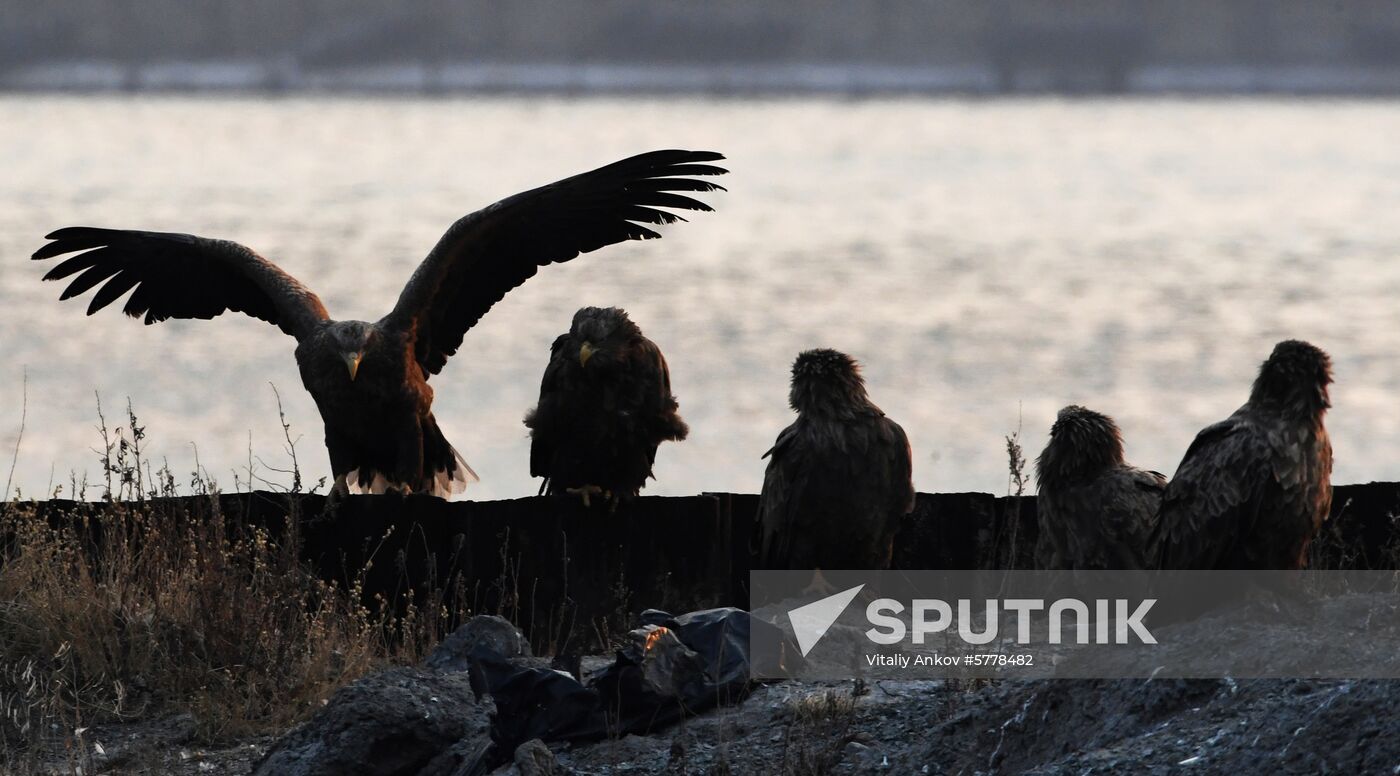 Wildlife of Zolotoi Rog Bay in Vladivostok