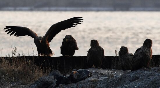 Wildlife of Zolotoi Rog Bay in Vladivostok