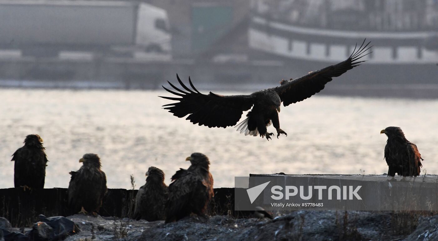 Wildlife of Zolotoi Rog Bay in Vladivostok