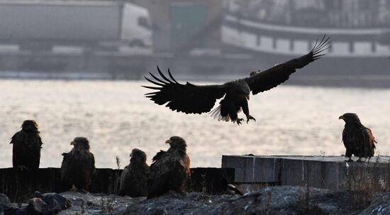 Wildlife of Zolotoi Rog Bay in Vladivostok