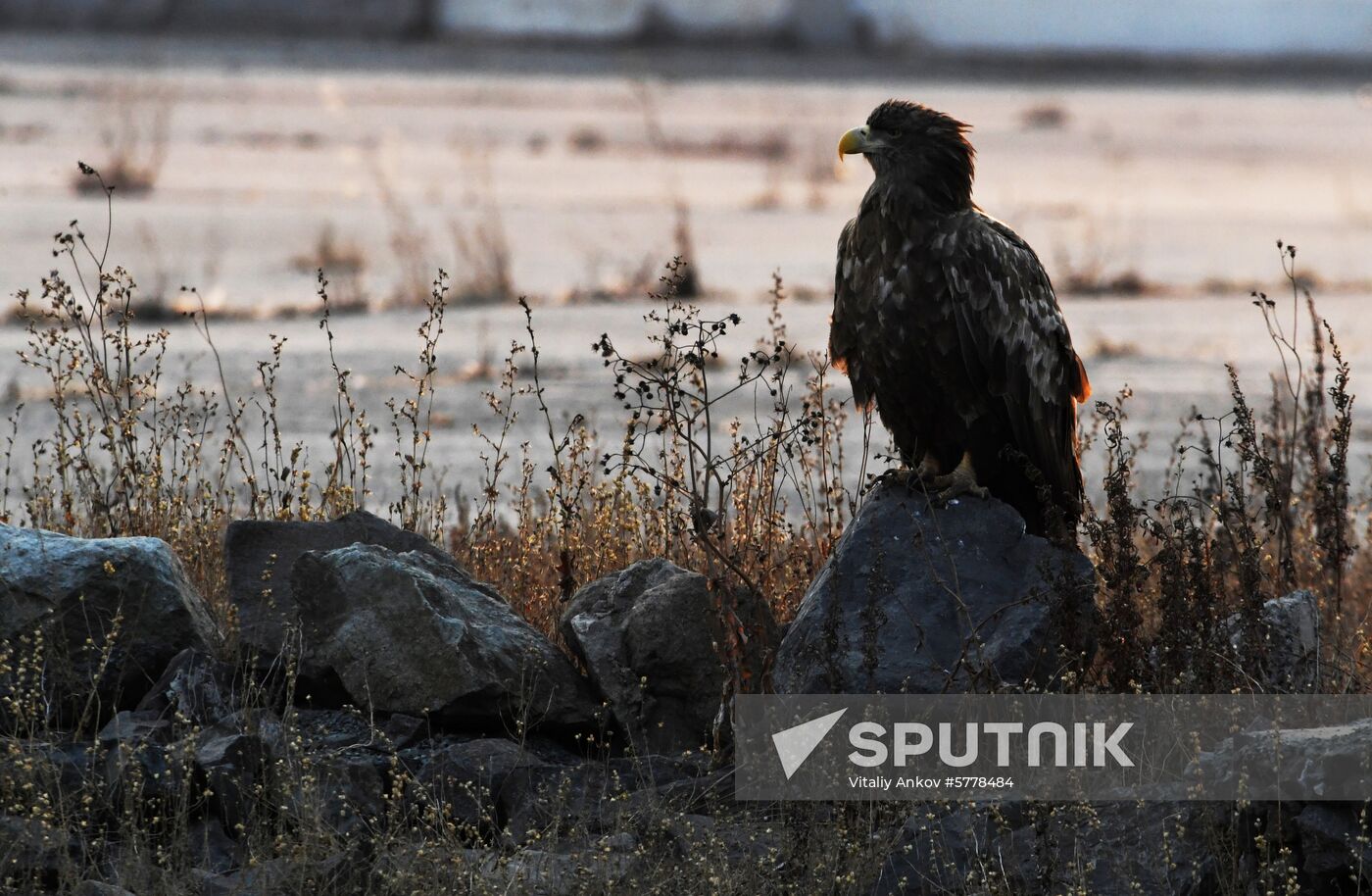 Wildlife of Zolotoi Rog Bay in Vladivostok