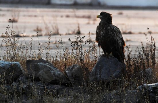 Wildlife of Zolotoi Rog Bay in Vladivostok