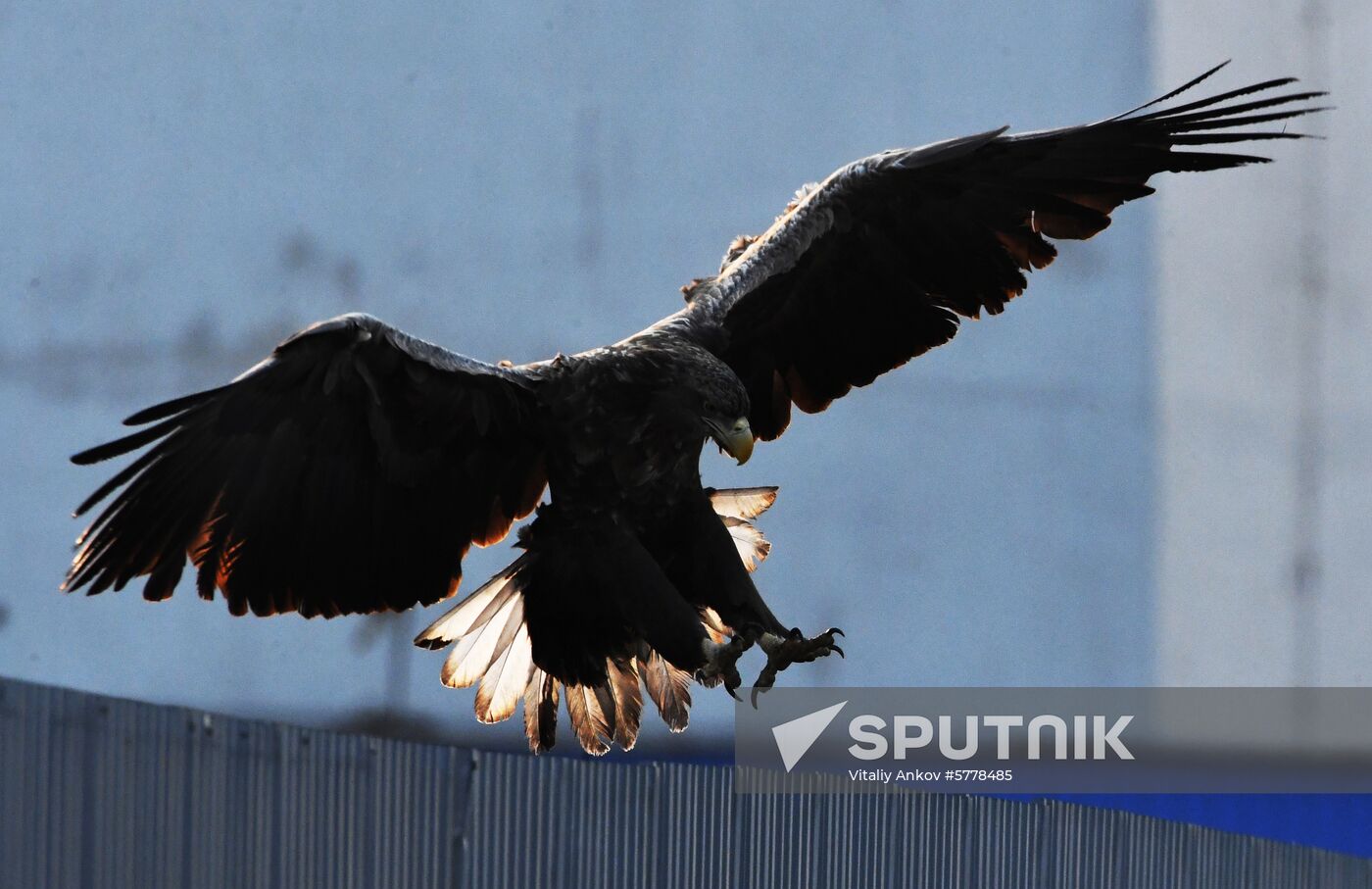 Wildlife of Zolotoi Rog Bay in Vladivostok