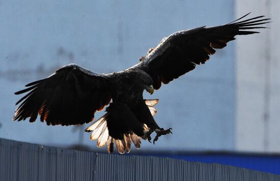 Wildlife of Zolotoi Rog Bay in Vladivostok