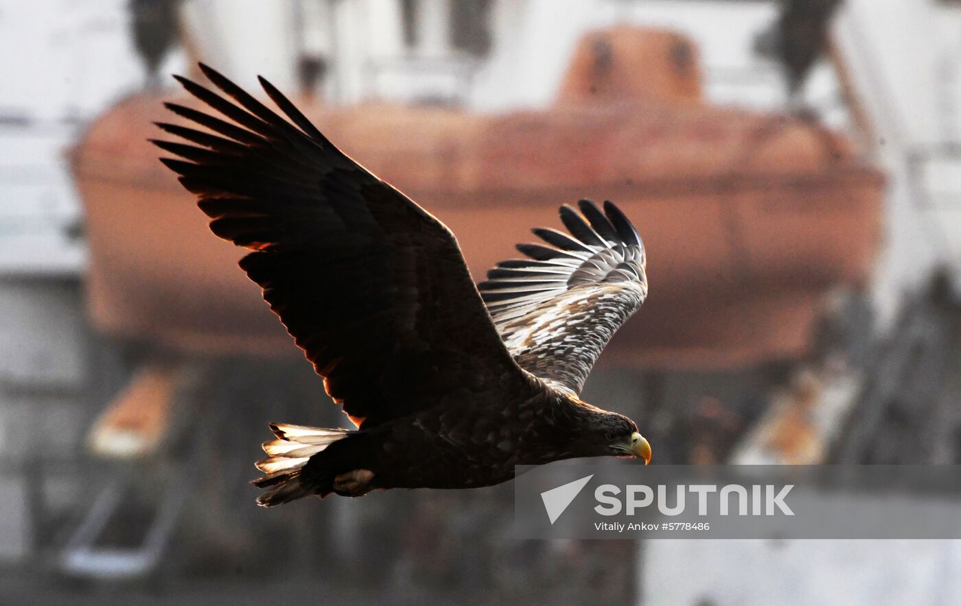 Wildlife of Zolotoi Rog Bay in Vladivostok