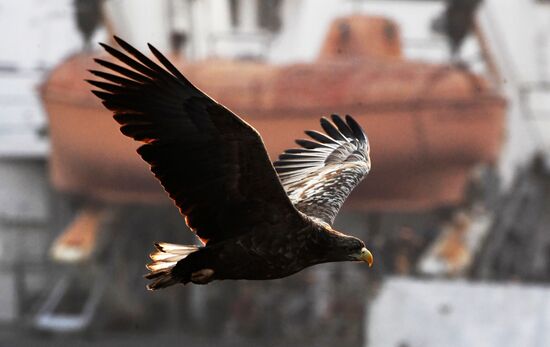 Wildlife of Zolotoi Rog Bay in Vladivostok