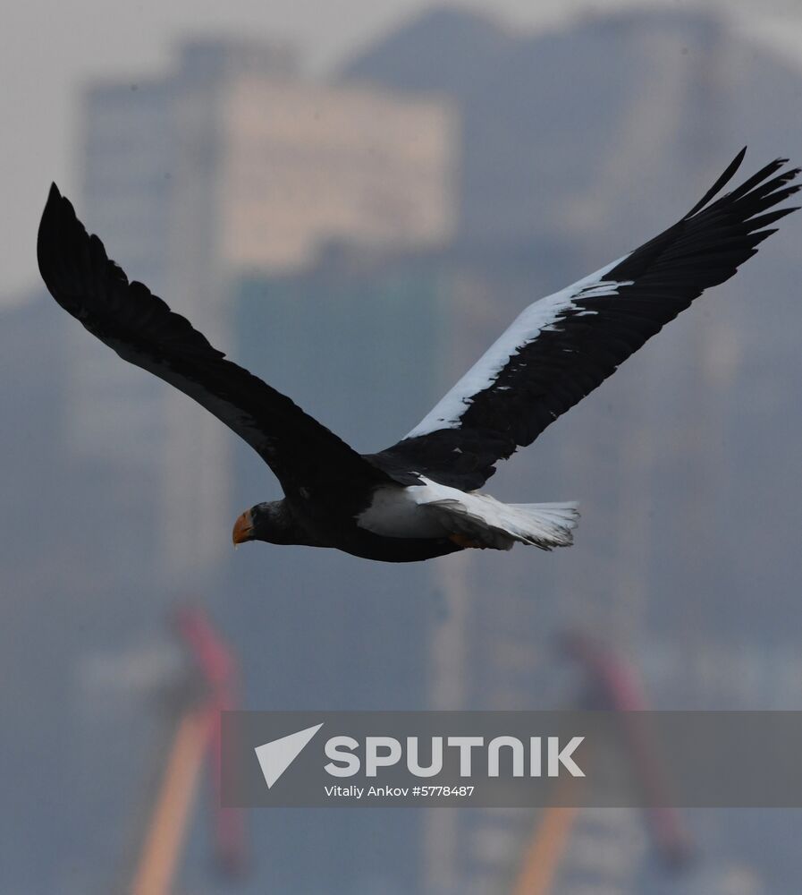 Wildlife of Zolotoi Rog Bay in Vladivostok