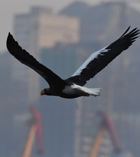 Wildlife of Zolotoi Rog Bay in Vladivostok