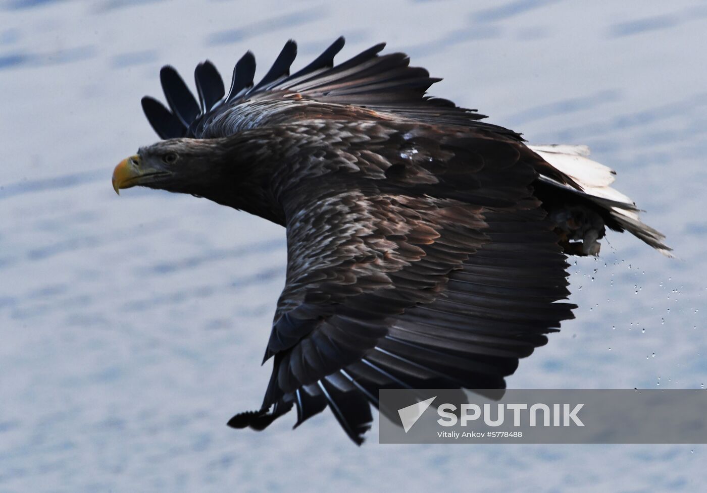 Wildlife of Zolotoi Rog Bay in Vladivostok