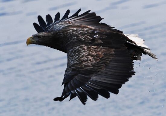 Wildlife of Zolotoi Rog Bay in Vladivostok